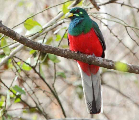 Narina trogon