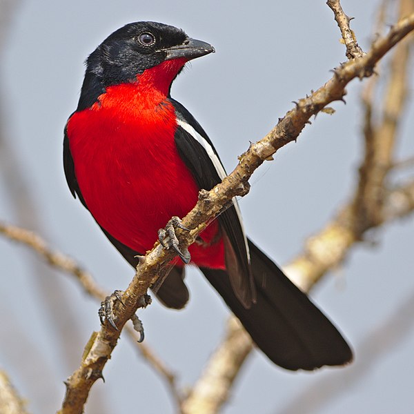 Crimson-breasted shrike, Wikimedia