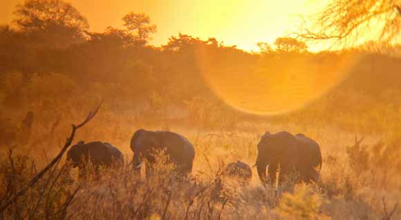 Elephants in Hwange National Park