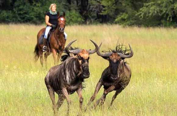 Horseback rider and wildebeest in Hwange