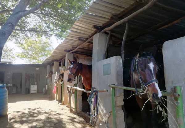 Hwange horse stables