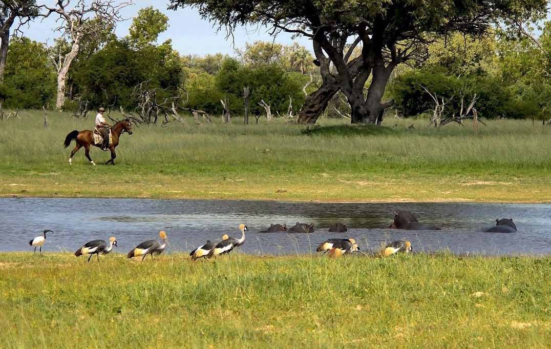 Crested cranes and horseback safari in Hwange