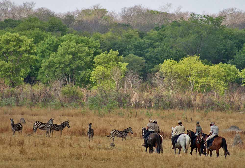 Zebra seen while on horseback safari in Hwange