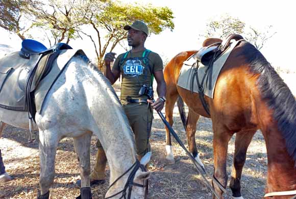 Horses of Hwange Horseback