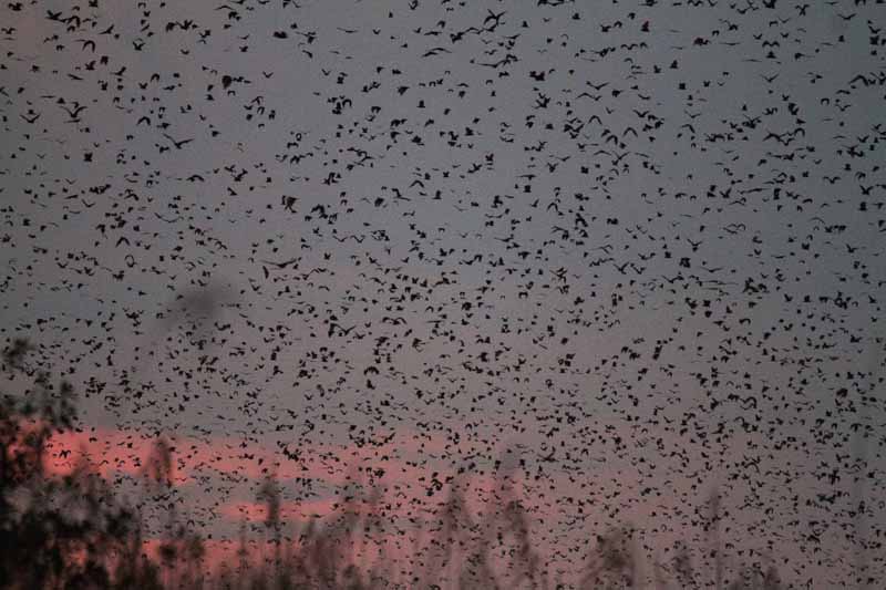 Straw-colored fruit bats in Kasanka, Zambia