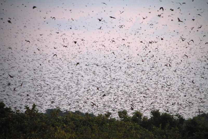 Thousands of straw-colored fruit bats in Kasanka