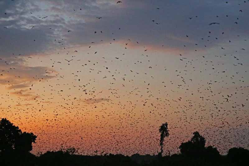 Kasanka bats from public viewing area