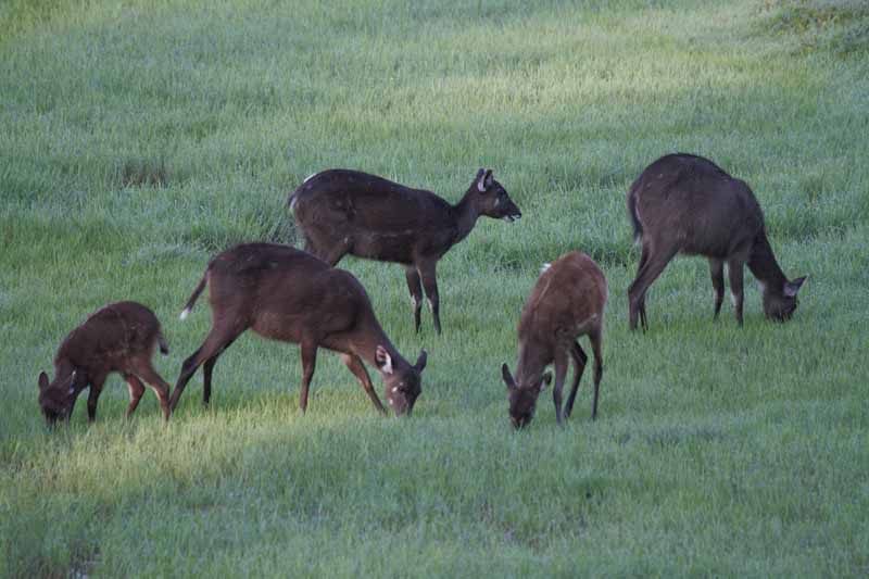 Sitatunga in Kasanka, Zambia