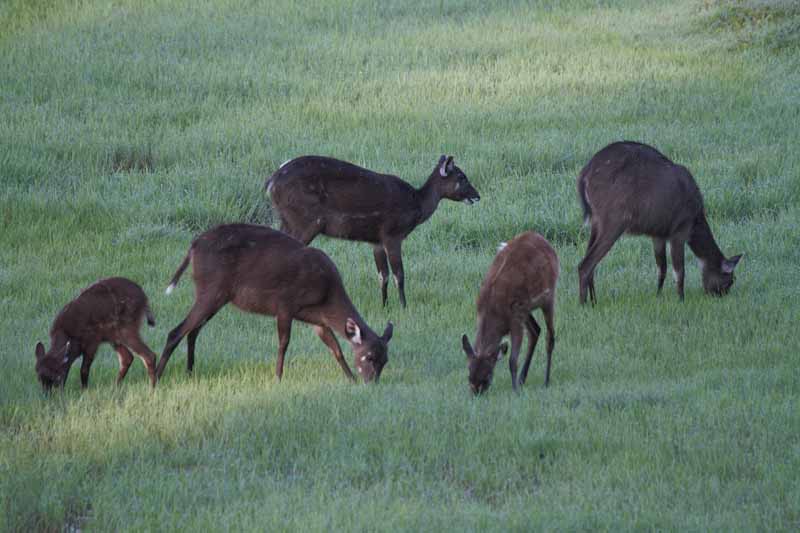 Sitatunga in Kasanka, Zambia