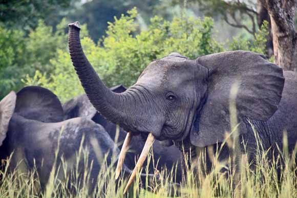Bush elephant in Semliki Wildlife Reserve
