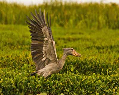 Shoebill