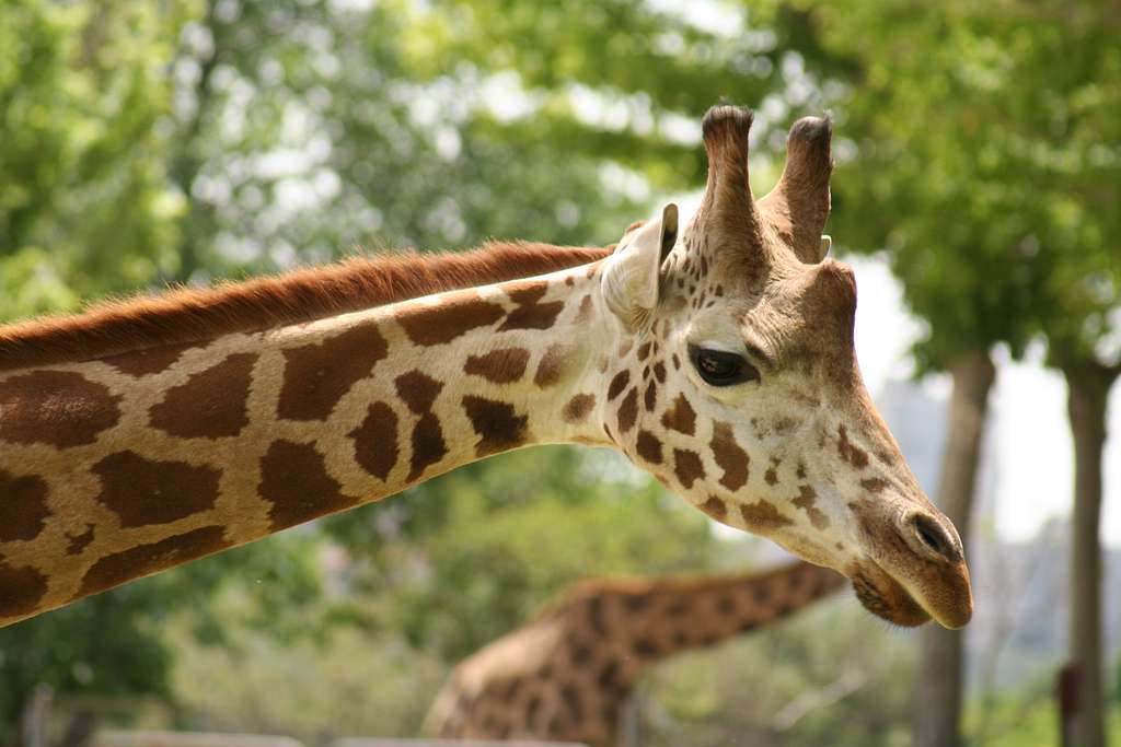 Ossicones on giraffe head