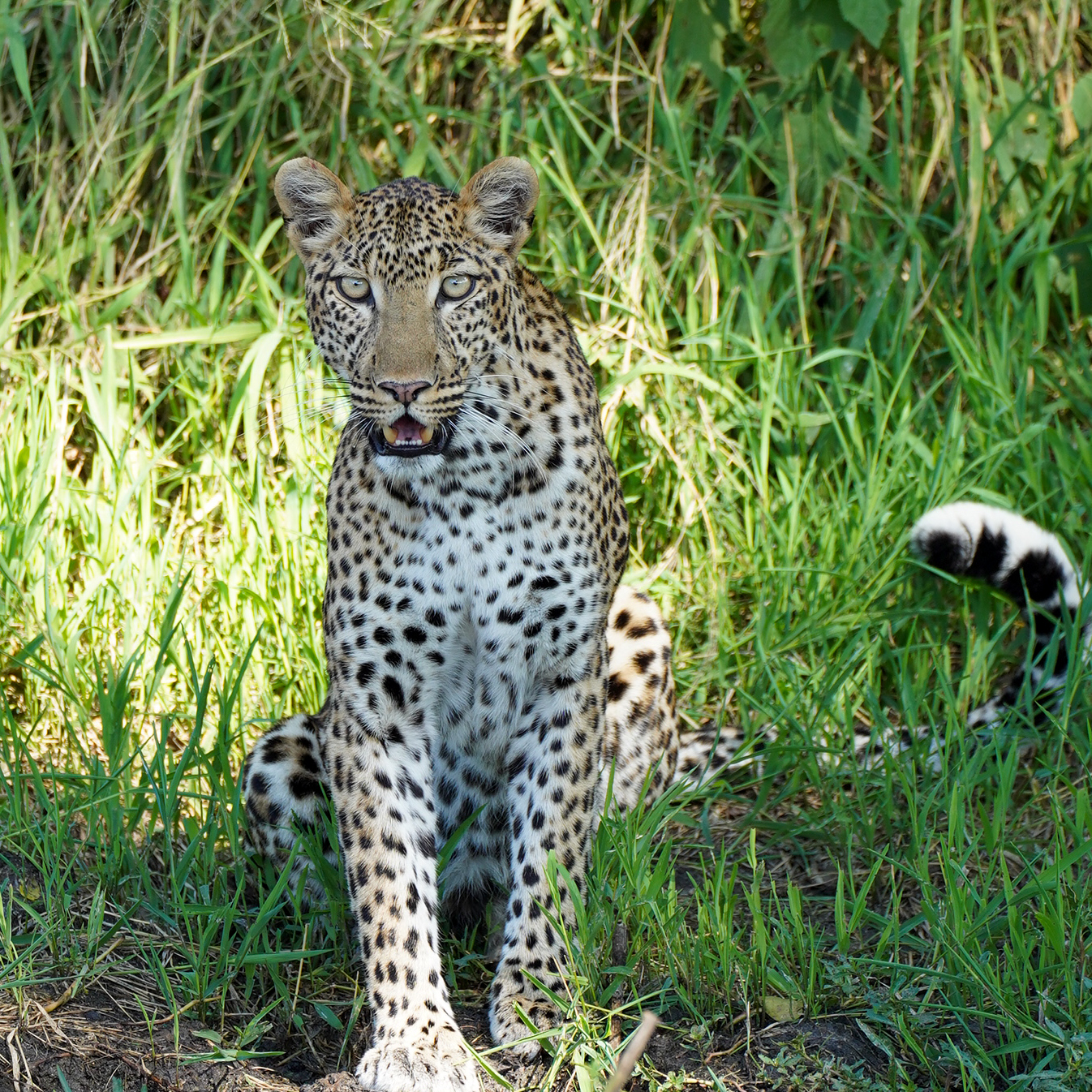 Leopard in Tarangire