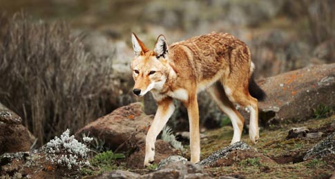 Ethiopian wolf