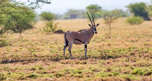 Besia oryx