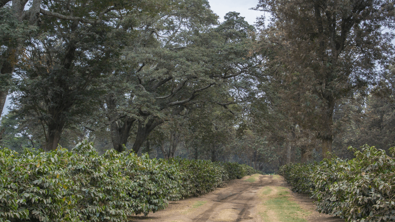 Burka Coffee Estate, Arusha Tanzania