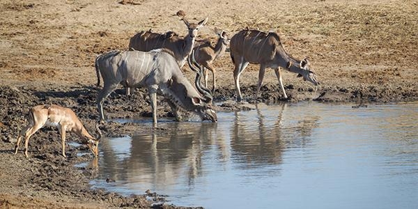 Hwange watering hole