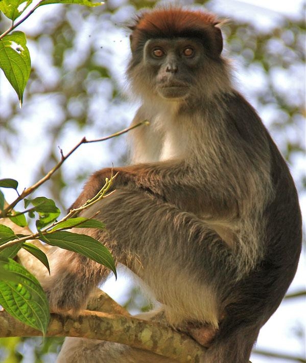 Red colobus