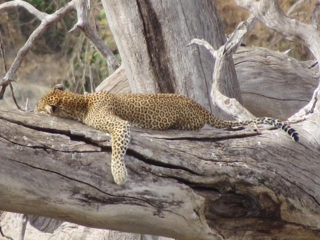 Lounging leopard in Tarangire