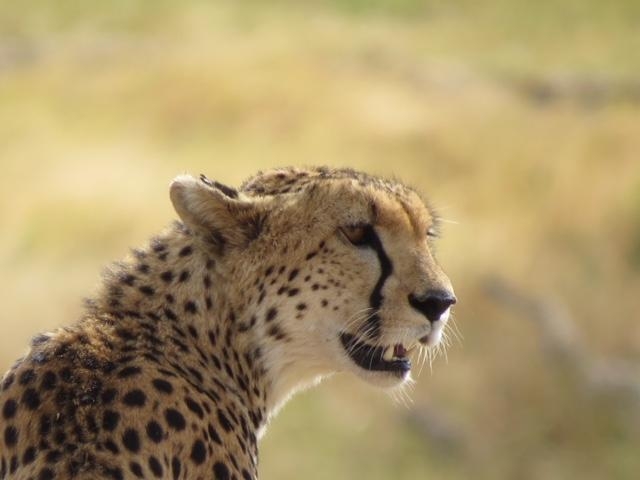 Cheetah in Tarangire, Tanzania