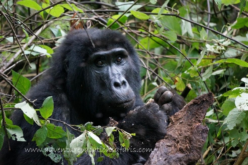 Mountain gorilla Bwindi