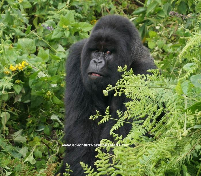 Mountain gorilla in Bwindi