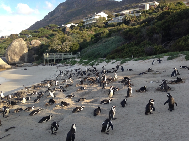 Penguins at Simon's Town, SA