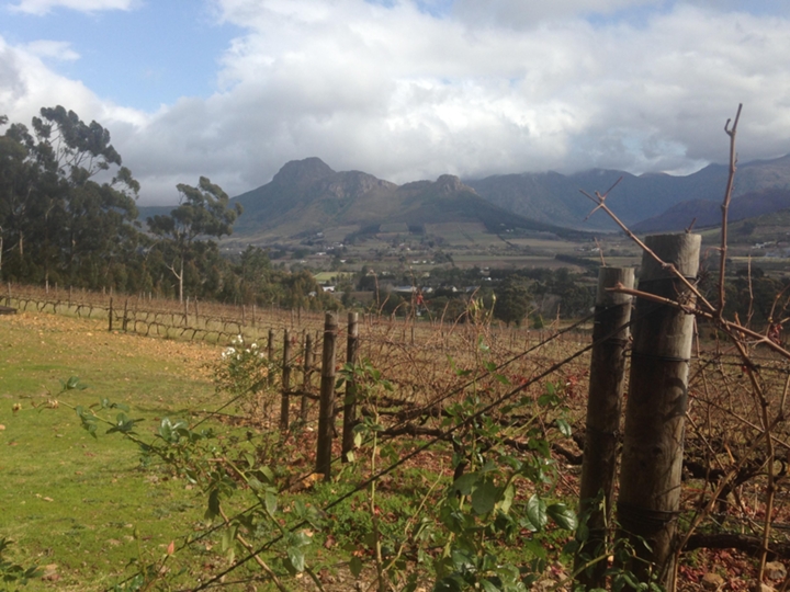 Cape Town vineyards