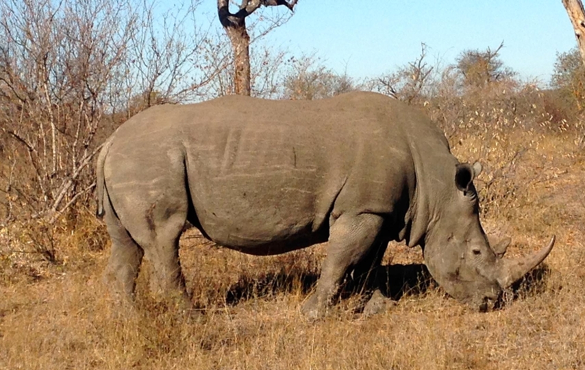 Rhino in South Africa