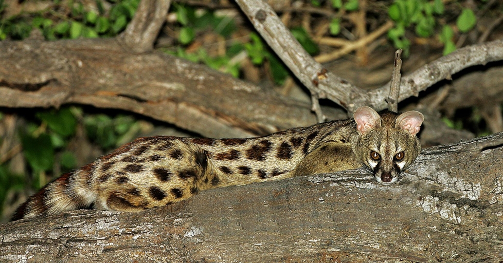 Genet cat