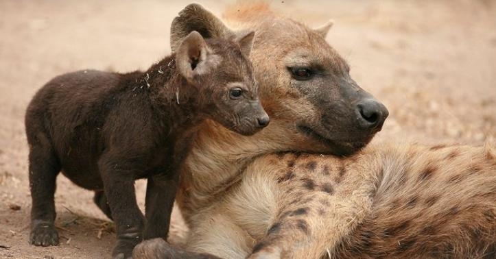 Hyena and cub