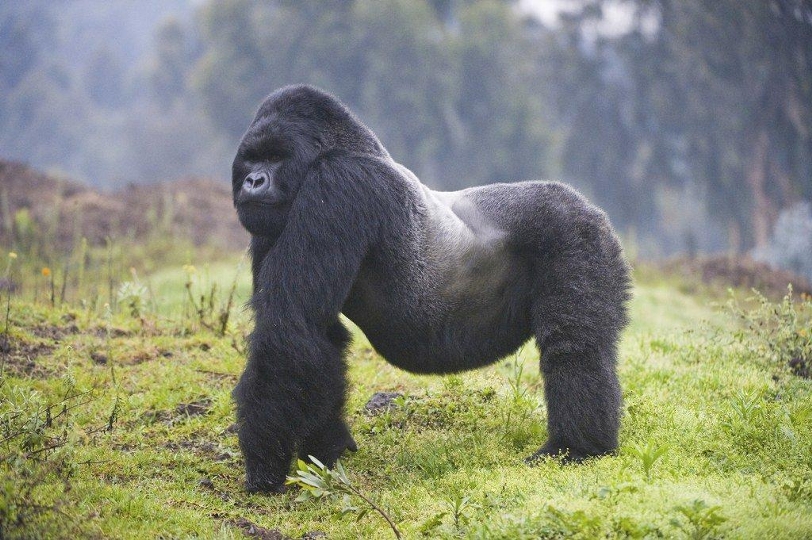 Silverback in Rwanda by Harmony Safari Expeditions