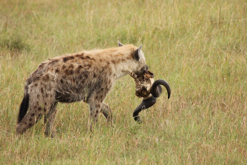 Hyena with kill