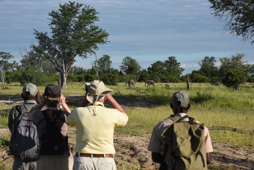 Watching an elephant while on a walking safari