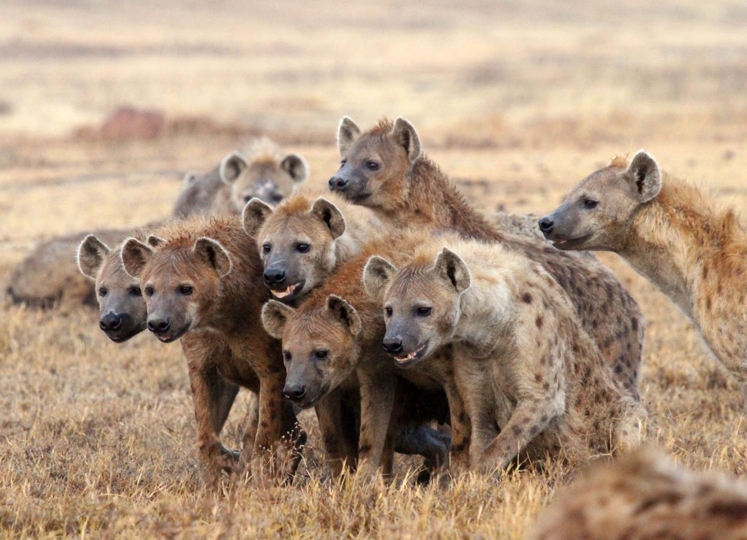 Hyenas in large group