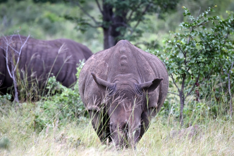 Mosi-oa-Tunya National Park white rhinos