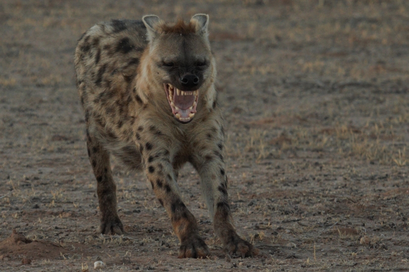 Spotted hyena