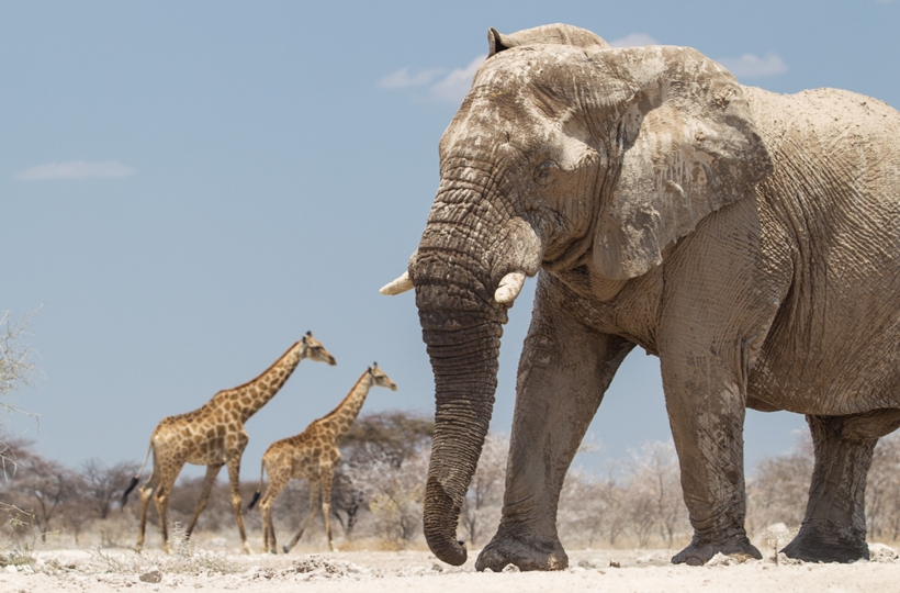 Elephants and giraffes in Etosha, Namibia