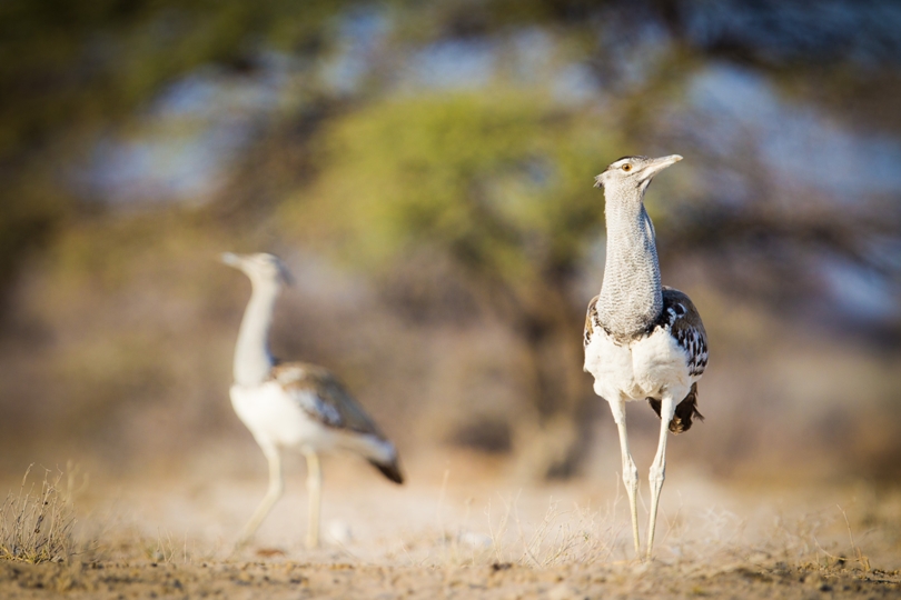 Secretary bird in Namibia
