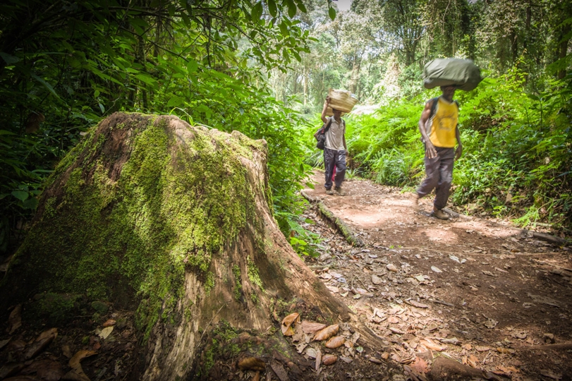 Porters walking through the lower elevation rain forests on Kilimanjaro.
