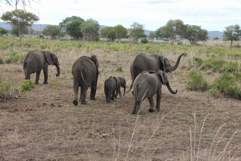 Elephants in Katavai