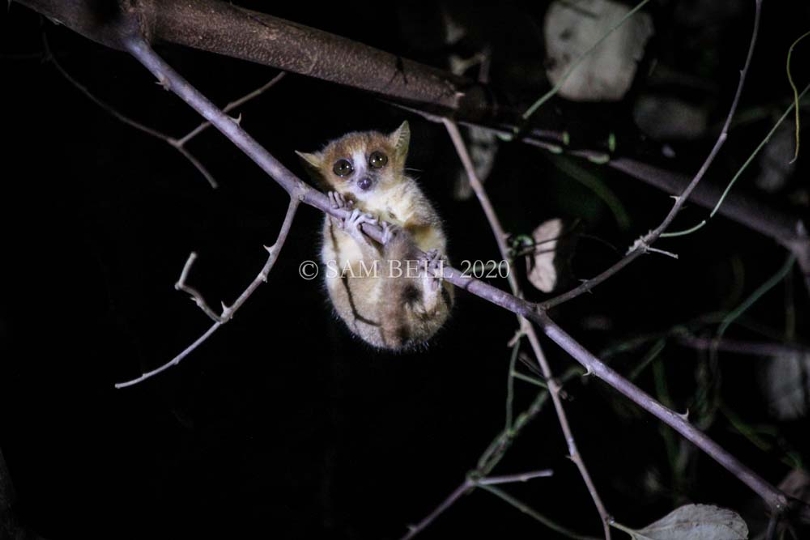 Mouse lemur