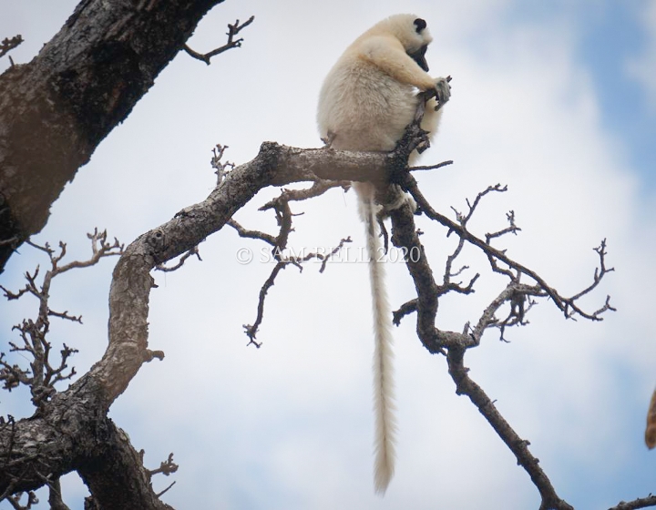 Deckens sifaka lemur