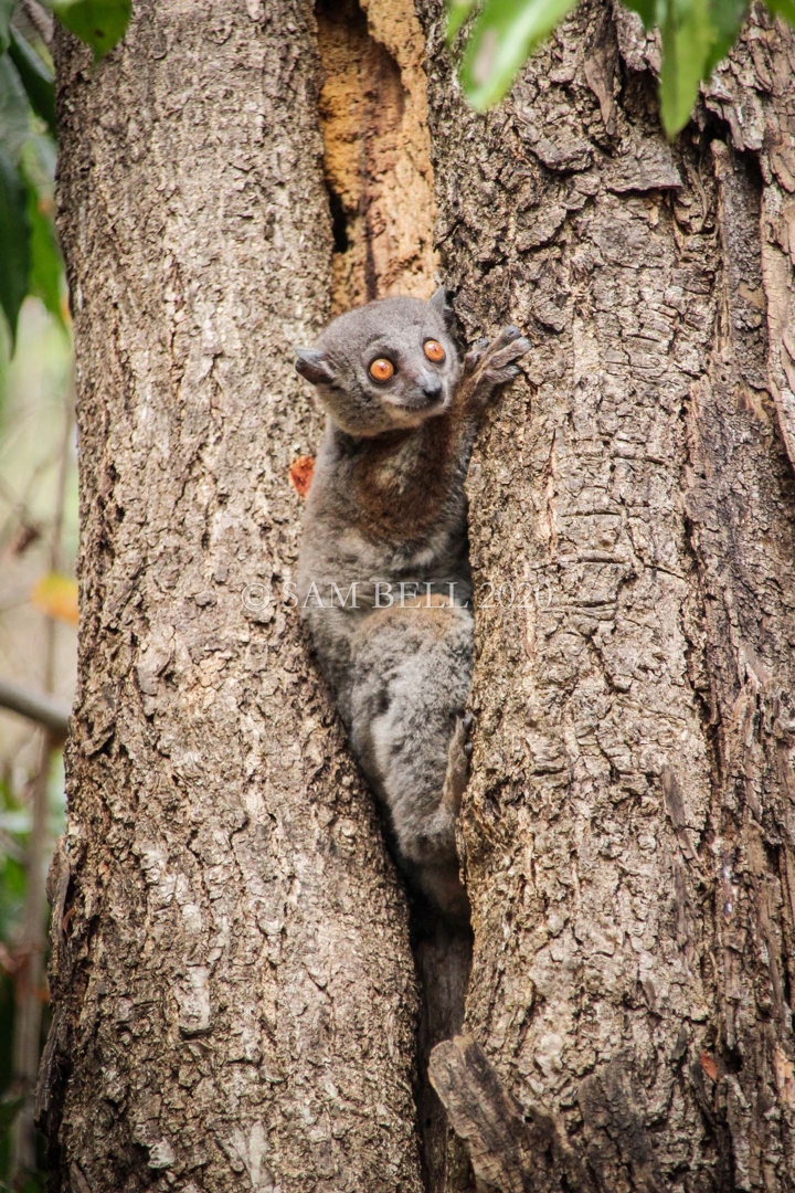 Sportive lemur