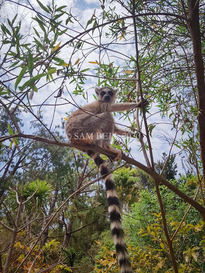 Ring-tailed lemur