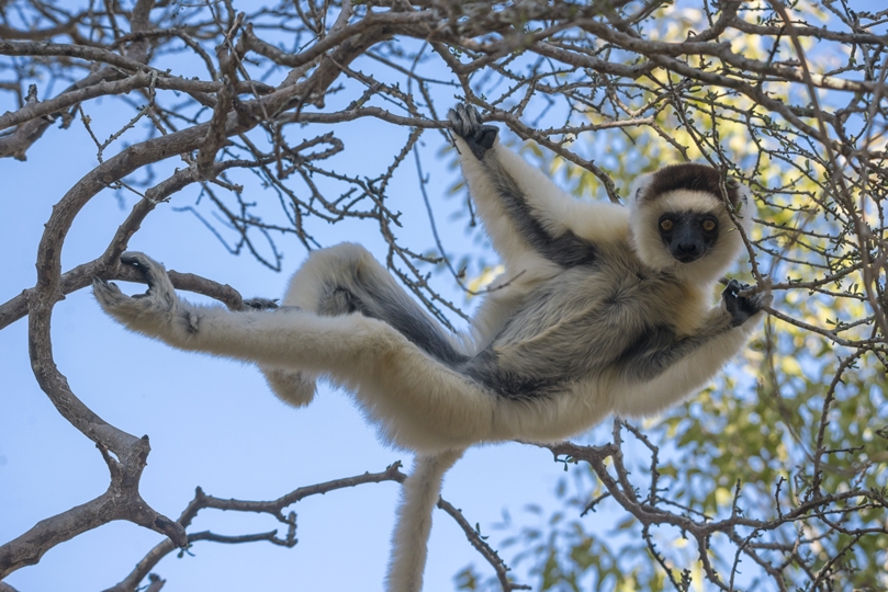 Verreaux's sifaka lemur