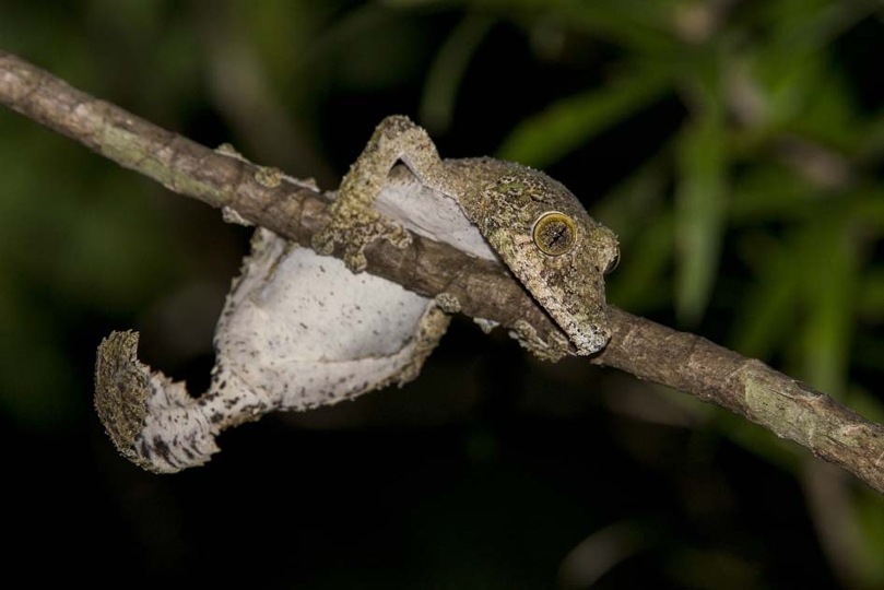 Leaf tai gecko