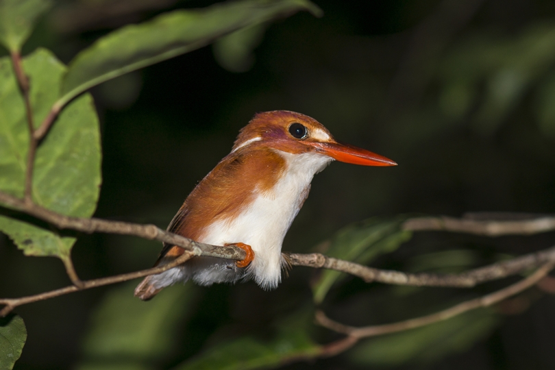 Pygmy kingfisher