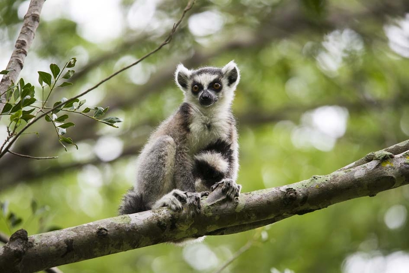 Ring tailed lemur