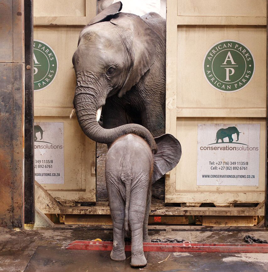 Mother and calf in wakeup container
